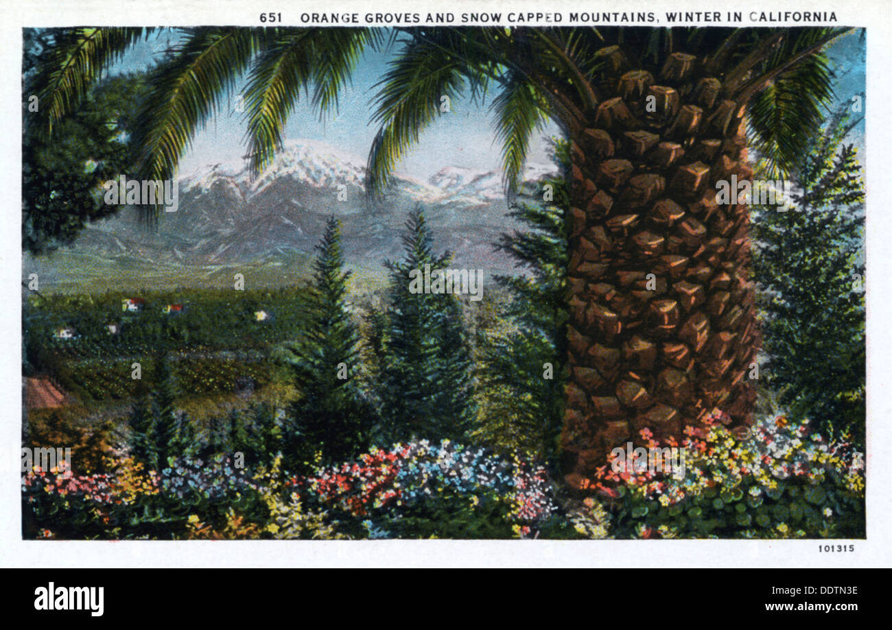 'Orange Groves and Snow Capped mountains, Winter in California', USA, 1924. Artist: Unknown Stock Photo