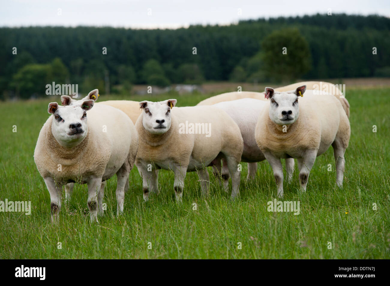 Beltex female sheep in fields. Aberdeen, Scotland. Stock Photo