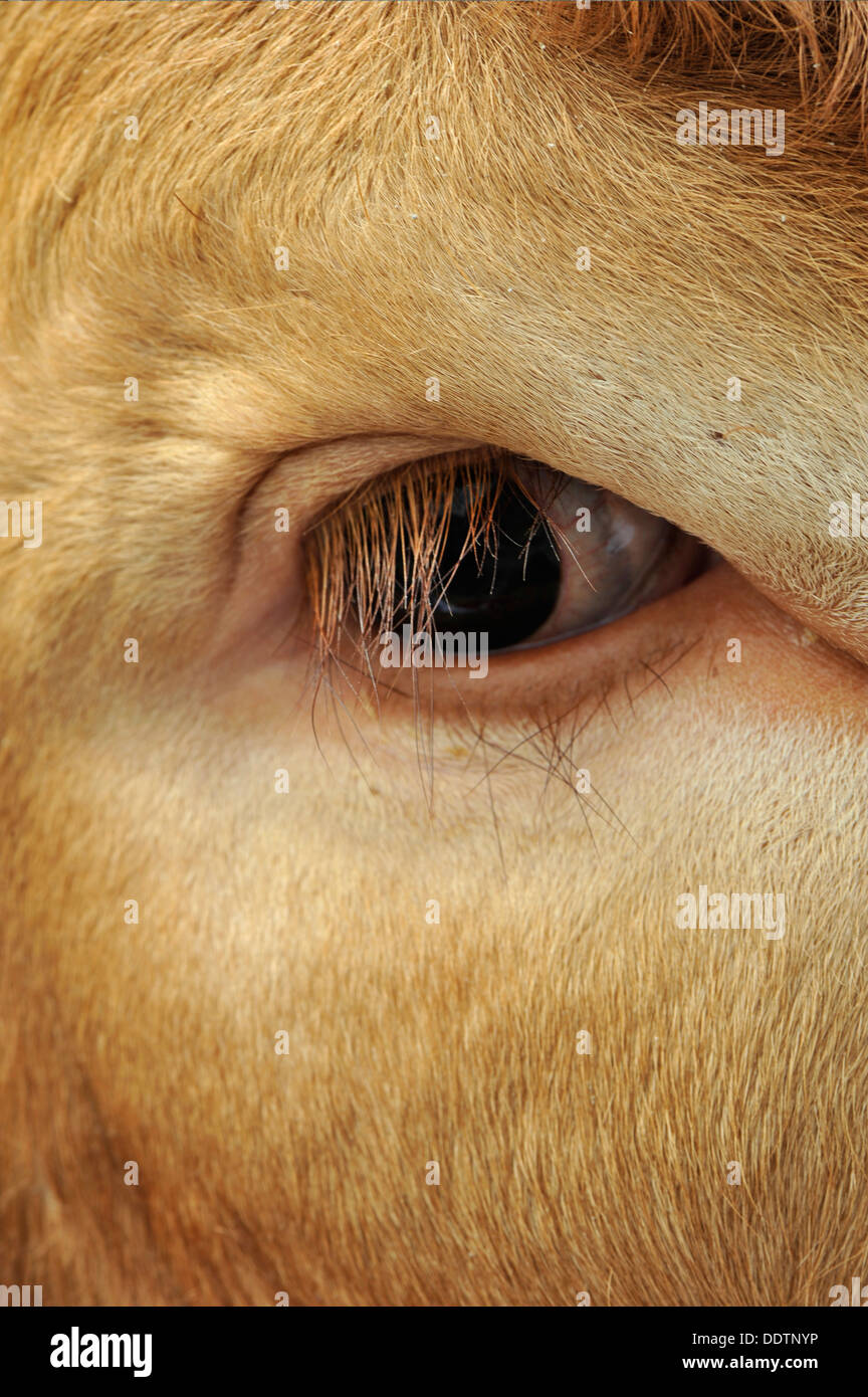 Close up of an eye on a Limousin beef bull. Stock Photo