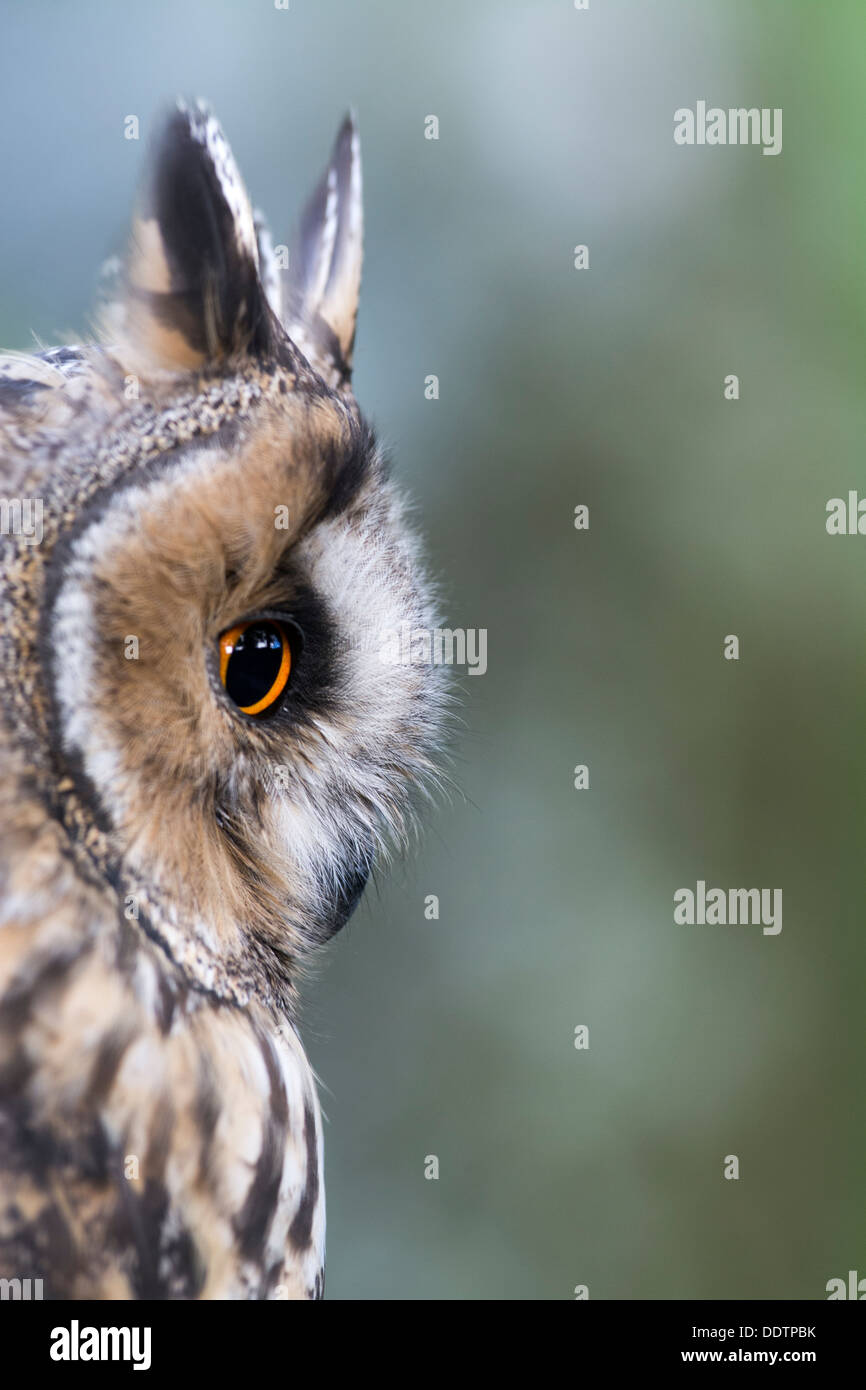 Long Eared Owl, Asio otus, at roost in woodland. Captive. Stock Photo