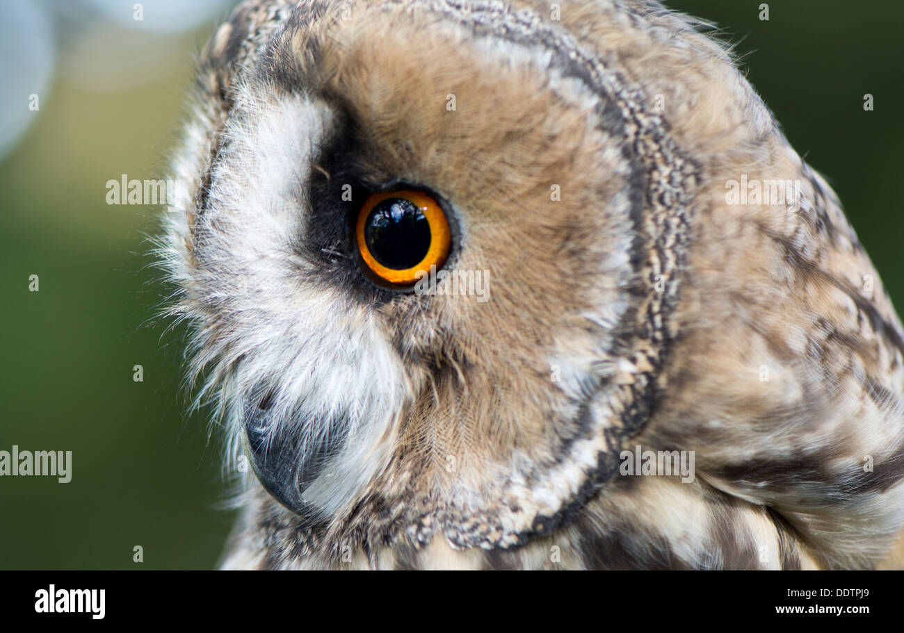 Close of eyes and face of a captive Long Eared Owl. Asio otus. Stock Photo