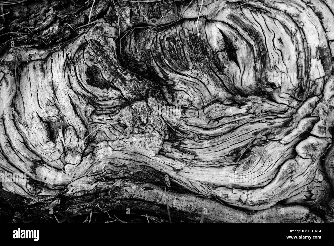 A closeup of a cut off tree trunk in the ground creates an interesting abstract swirl pattern Stock Photo