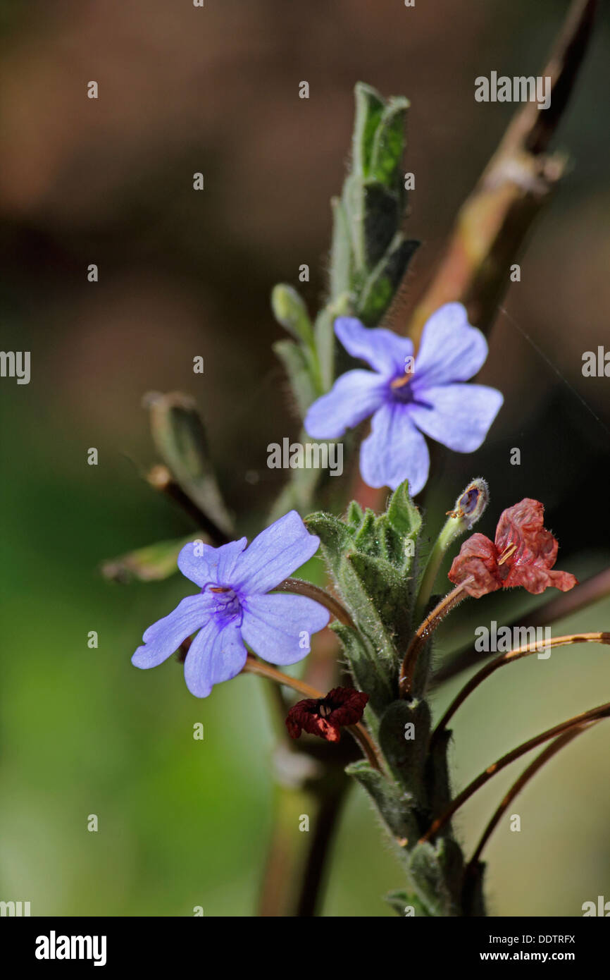 Eranthemum roseum, Rosy Eranthemum, Blue eranthemum, Dasmuli Stock Photo