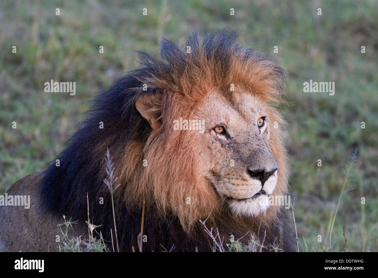 Lion with mane in evening light hi-res stock photography and images - Alamy