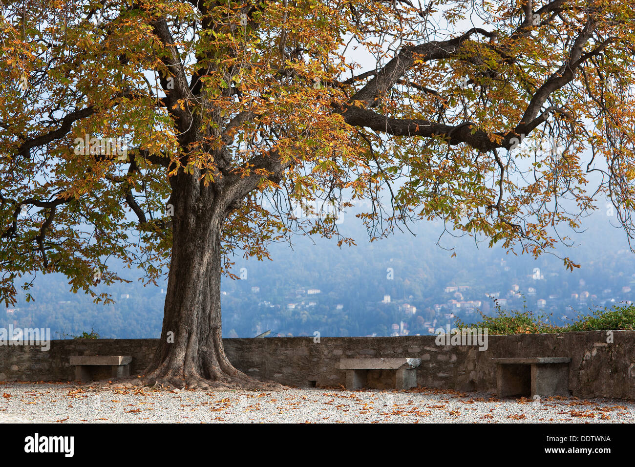 Beautiful old horsechestnut tree in autumn splendour beside stone wall with town across Lake Como visible on misty fall afternoo Stock Photo