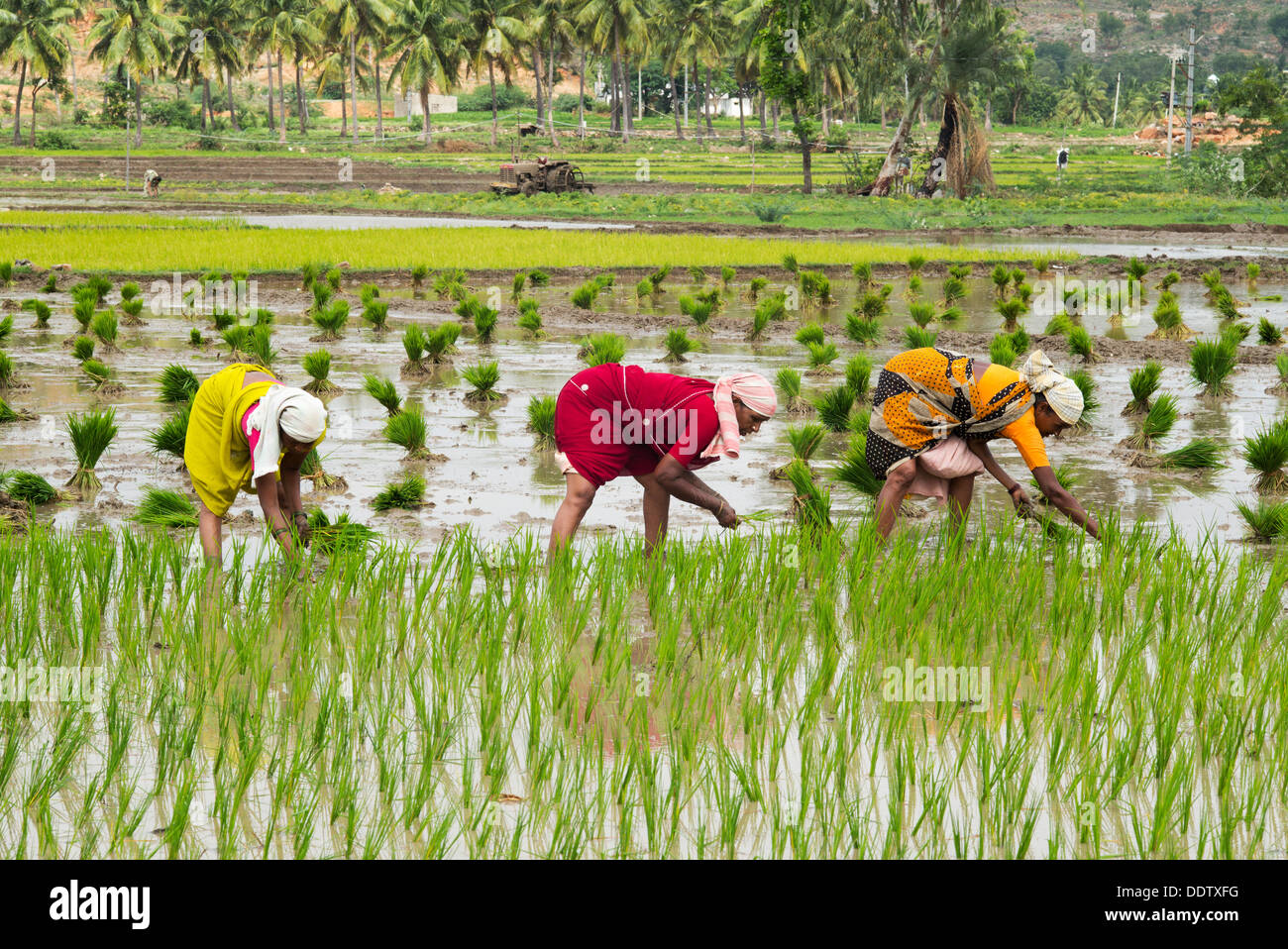 Indian women planting young rice plants in a paddy field. Andhra Pradesh, India Stock Photo