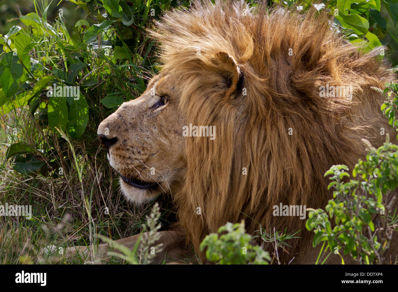 Bushes bush bushy hi-res stock photography and images - Alamy