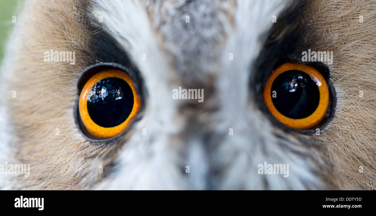 Close of eyes and face of a captive Long Eared Owl. Asio otus. Stock Photo