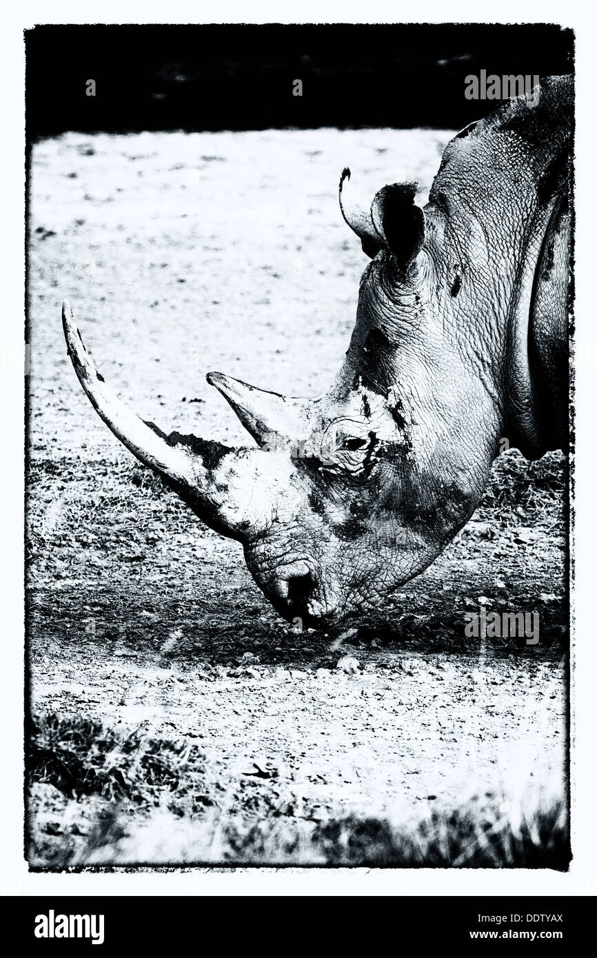 Single white rhino grazing: detail of head, side  view in stylised monochrome, Lake Nakuru, Kenya Stock Photo