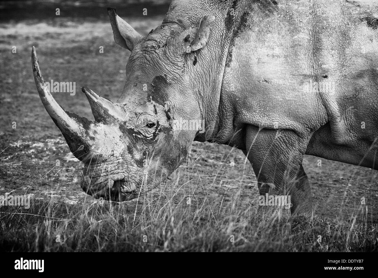 Single white rhino grazing: detail of head and front, side view in monochrome, Lake Nakuru, Kenya Stock Photo