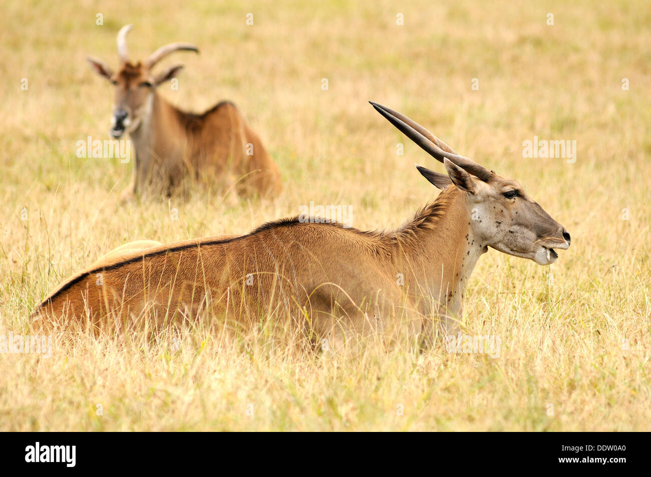 Horizontal portrait of common eland, Taurotragus oryx, lying down in grassland. Stock Photo