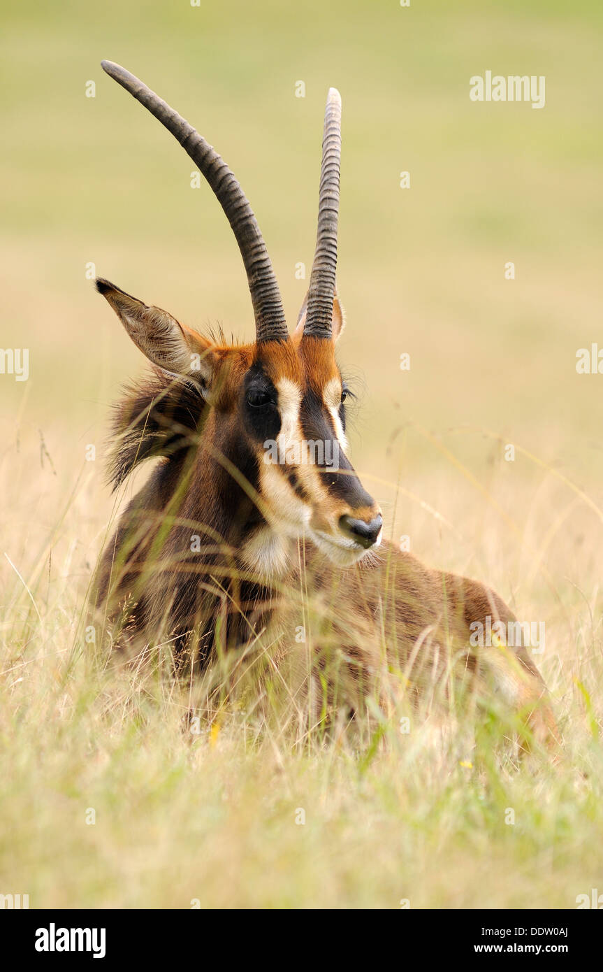 Vertical portrait of sable antelope, Hippotragus niger, lying down in grassland. Stock Photo