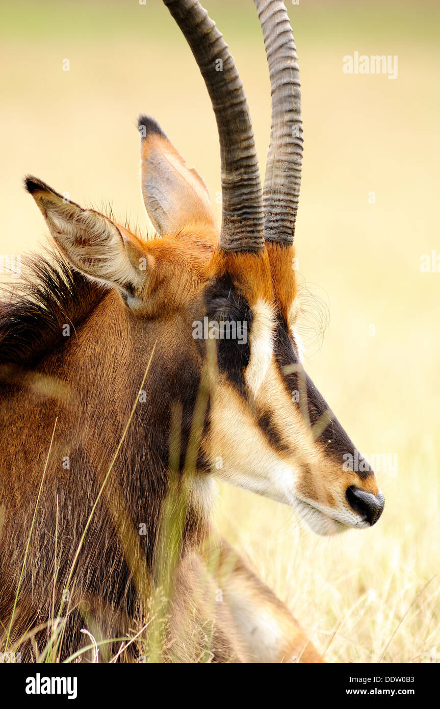 vertical portrait of sable antelope, Hippotragus niger, lying down in grassland. Stock Photo