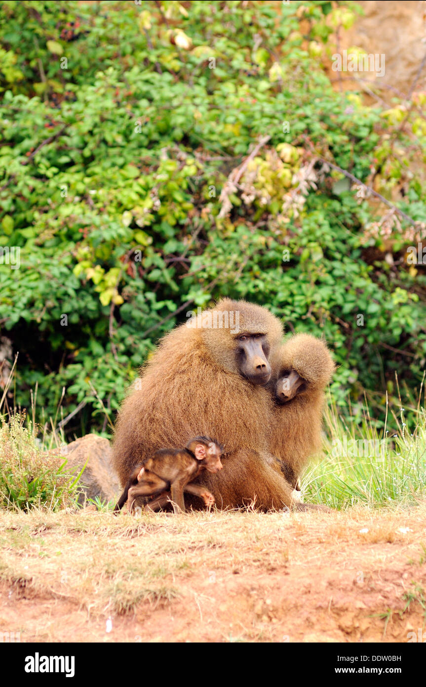 Vertical portrait of family of Olive baboons with baby, Papio anubis. Stock Photo