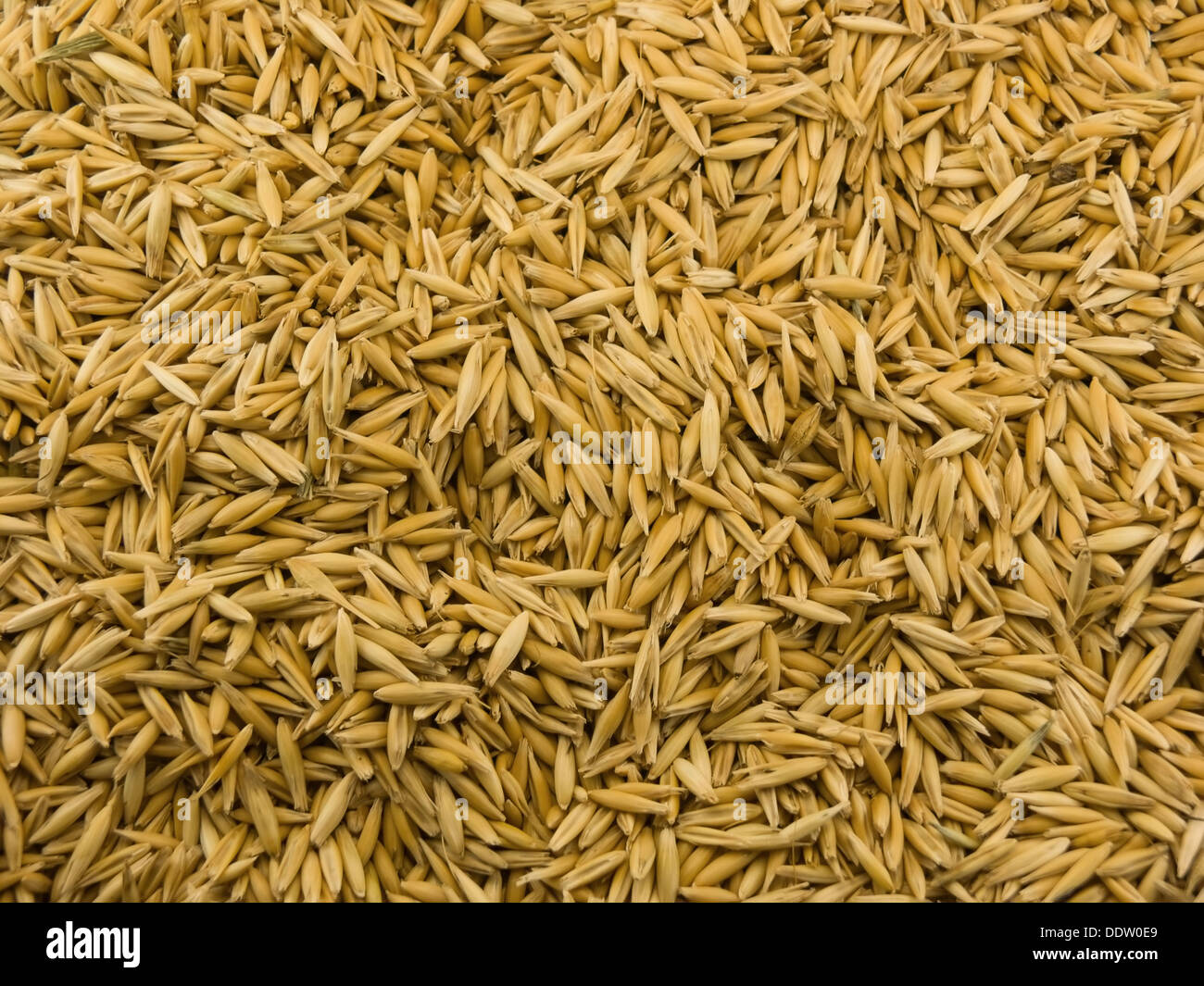 Hulled Wheat Stock Photos & Hulled Wheat Stock Images Alamy