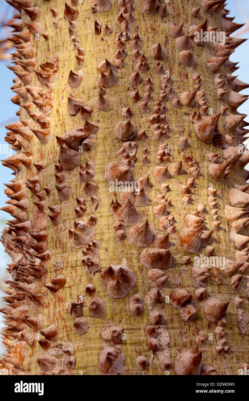 texture of the prickle tree trunk Stock Photo