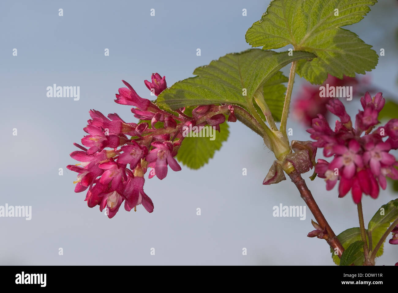 Flowering Currant, red-flowering currant, Blut-Johannisbeere, Johannisbeere, Blutjohannisbeere, Ribes sanguineum Stock Photo