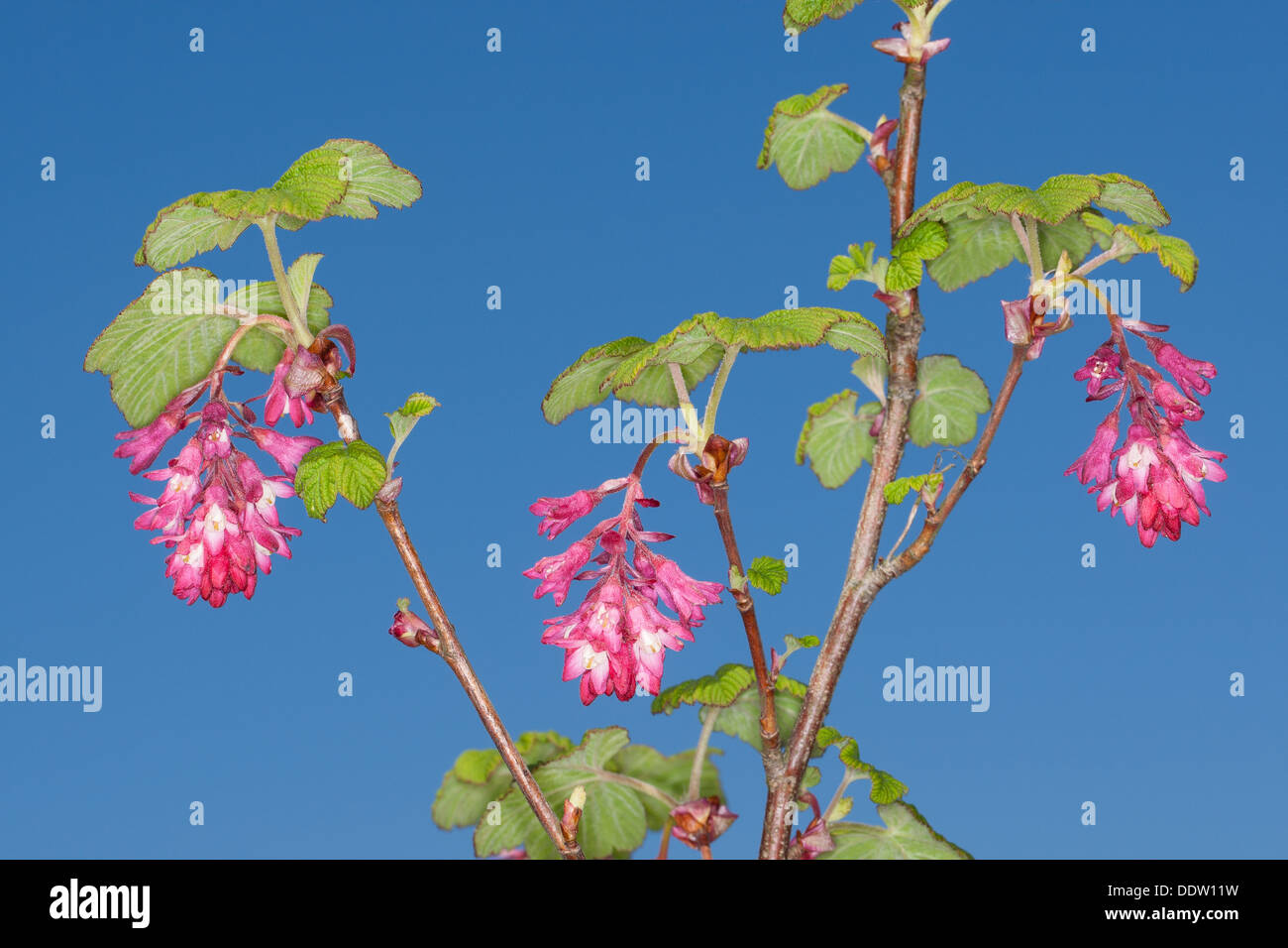 Flowering Currant, red-flowering currant, Blut-Johannisbeere, Johannisbeere, Blutjohannisbeere, Ribes sanguineum Stock Photo