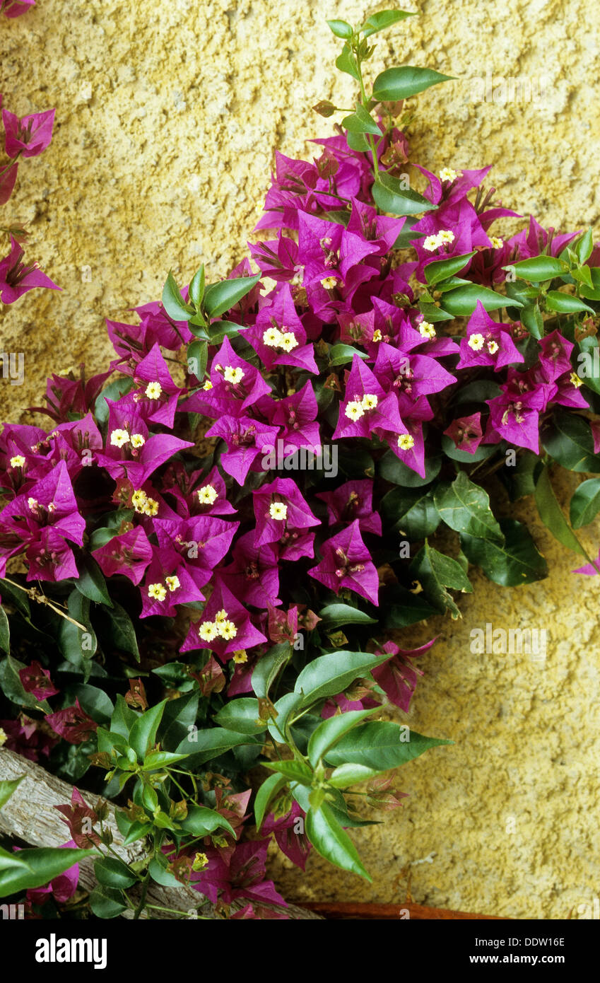 Bougainvillea, Bougainvillee, Bougainville, Drillingsblume