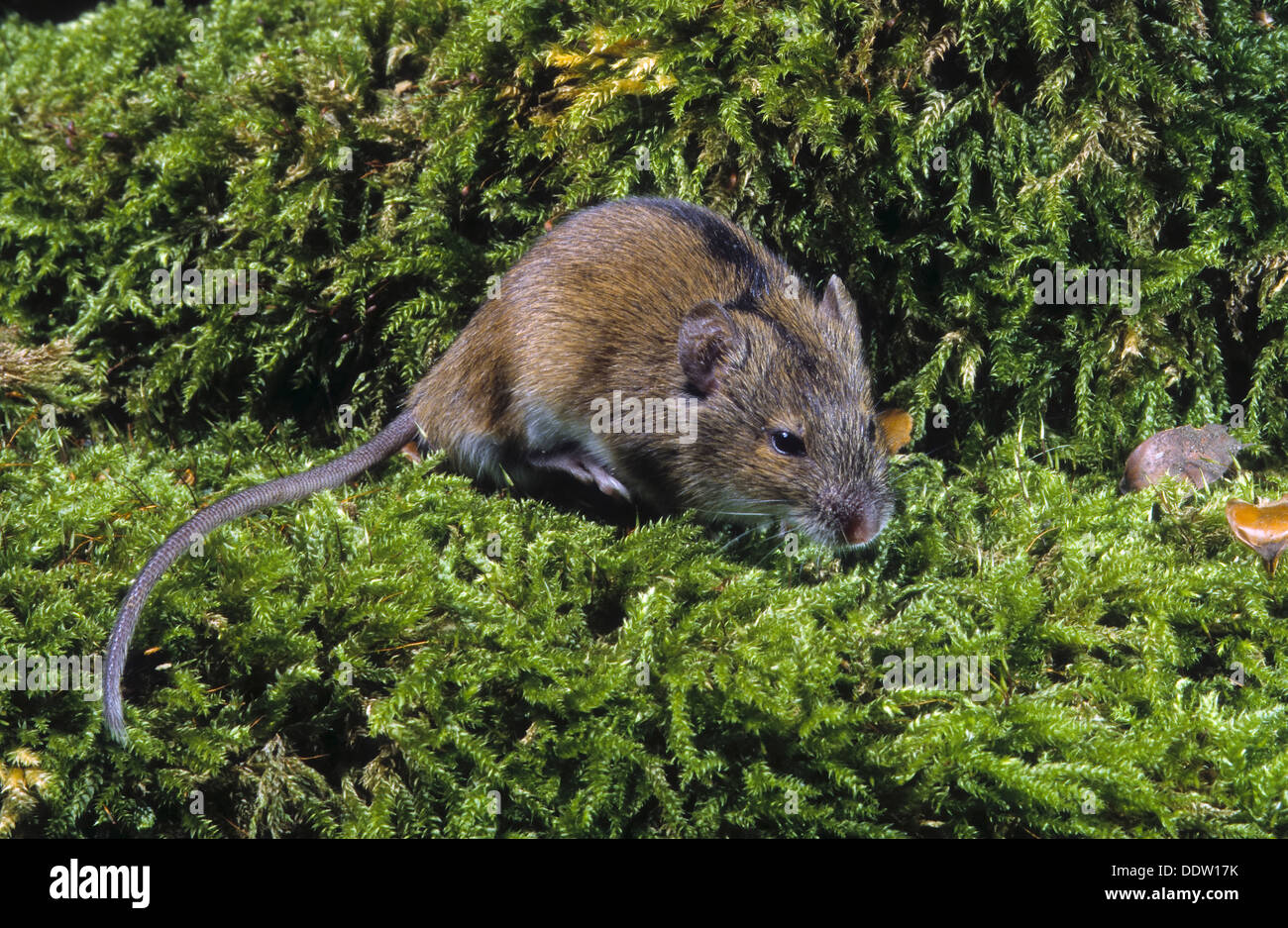 Old world field mouse hi-res stock photography and images - Alamy