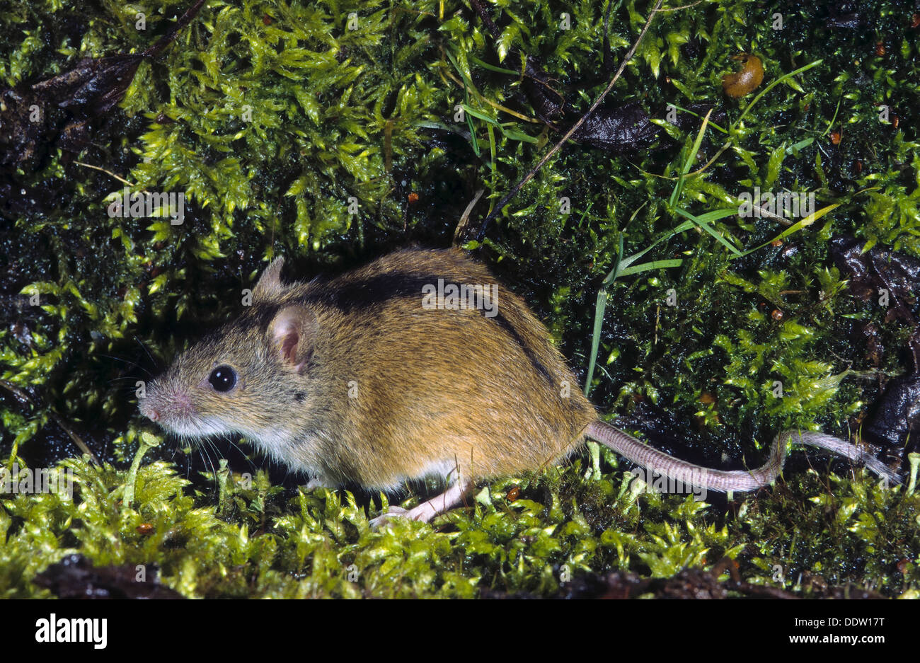 Old World field mouse, striped field mouse, Brandmaus, BrandMaus, Maus
