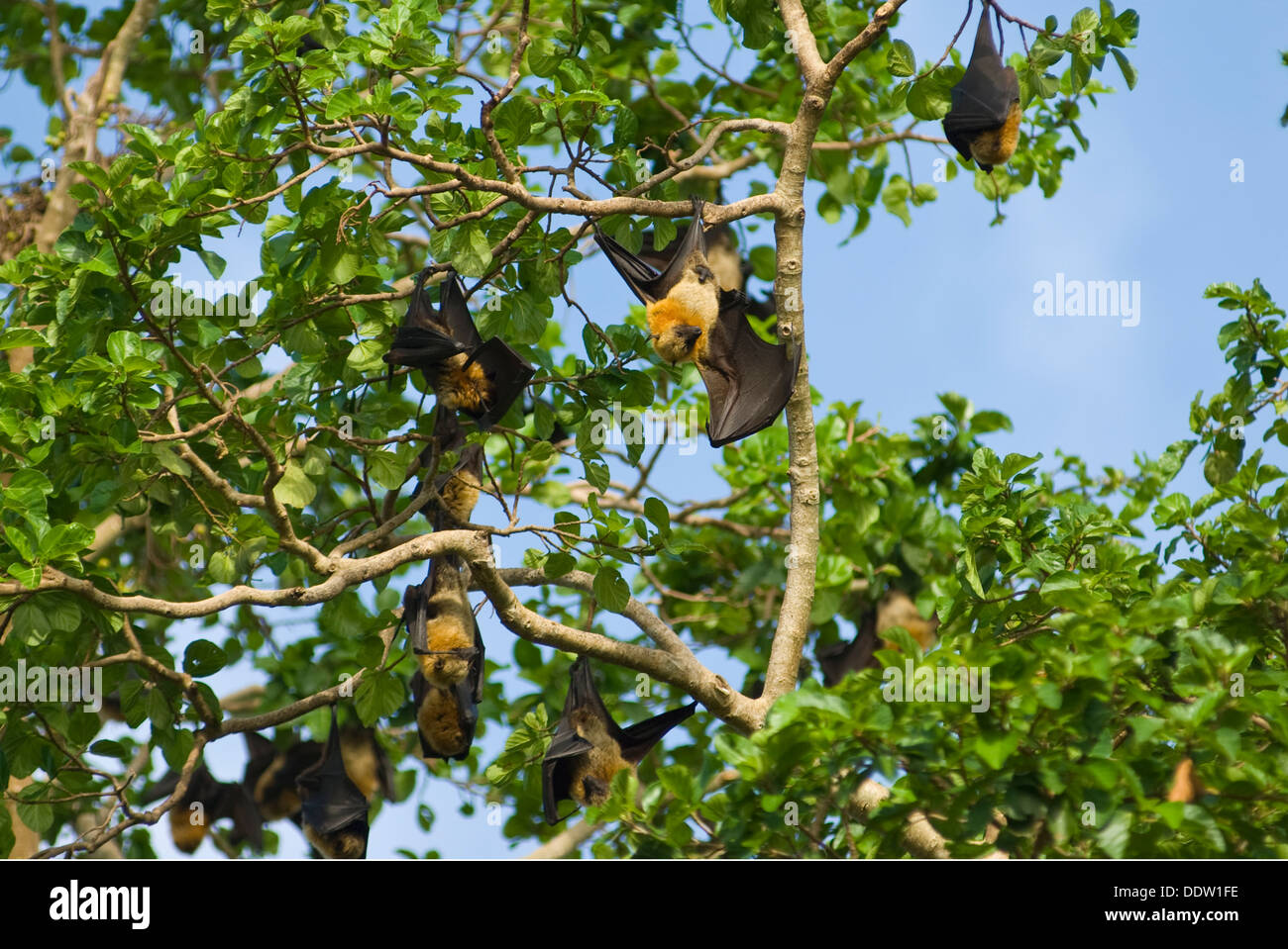 Seychelles Fruit Bats resting in a tree on Chole Island (Tanzania) during day time Stock Photo