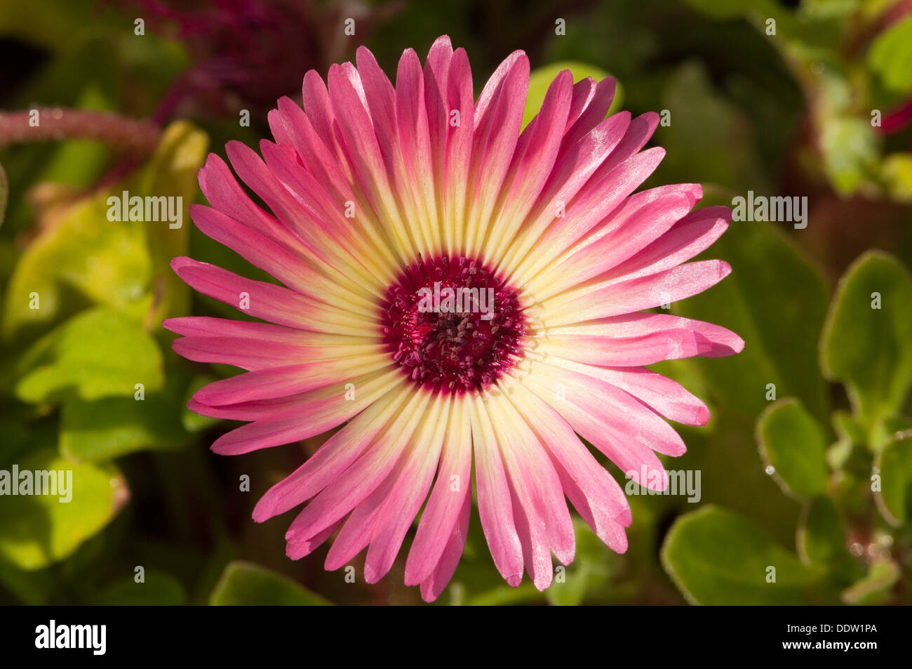 Mesembryanthemum Flower Stock Photo