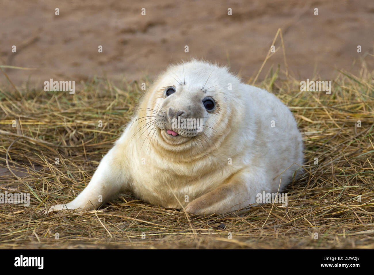 Cheeky seal pup sicks out its tongue while looking at the photographer ...