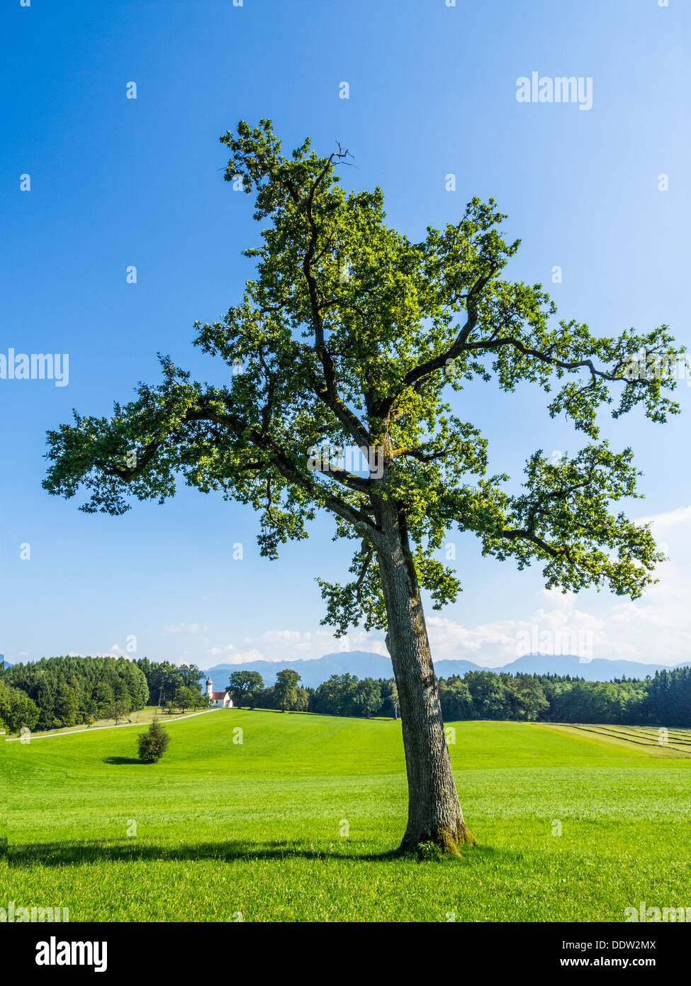 Tree on green meadow in a typical landscape of Bavarian alps Stock Photo