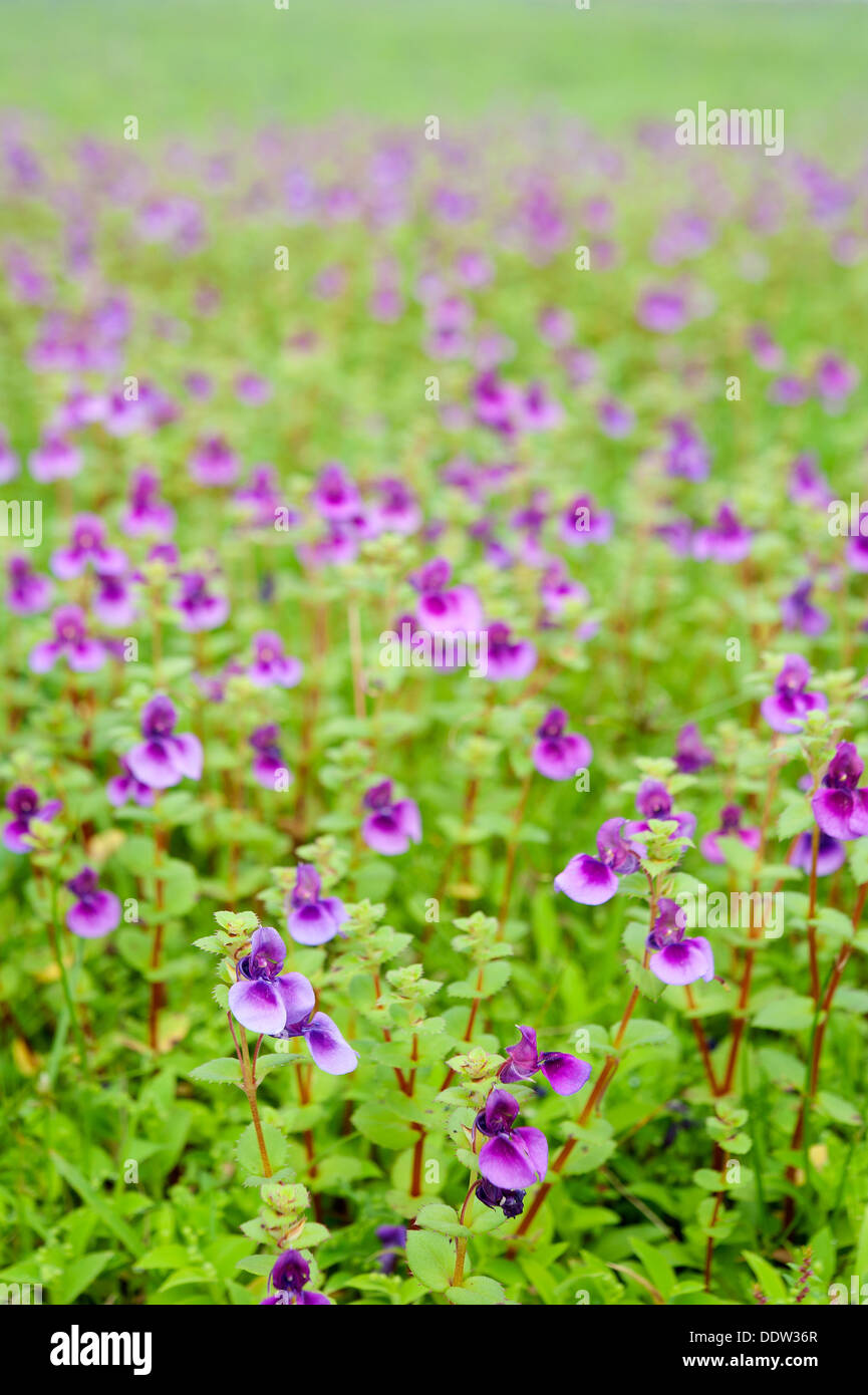 Close-up of Bed of Flowers at Kass Plateau, UNESCO approved World Heritage Site Stock Photo