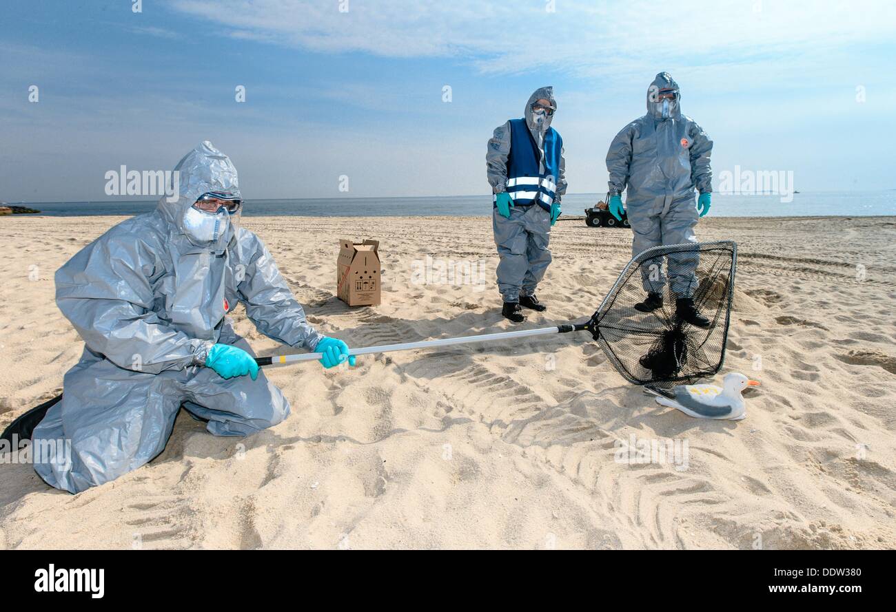 Three relief force employees simulate the rescuing of sea birds after a hypothetical oil accident on the North Sea before the island Sylt in Hoernum, Germany, 07 September 2013. During the exercise, oil recovery vessels were employed as well. Photo: MARKUS SCHOLZ Stock Photo