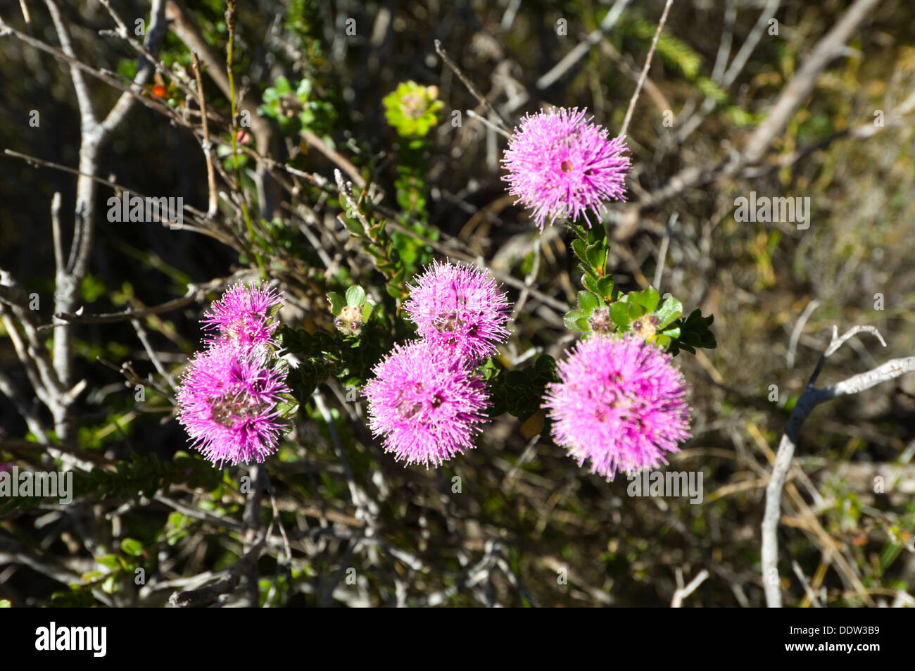 Pink Wildflowers, Royal National Park, New South Wales, NSW, Australia Stock Photo