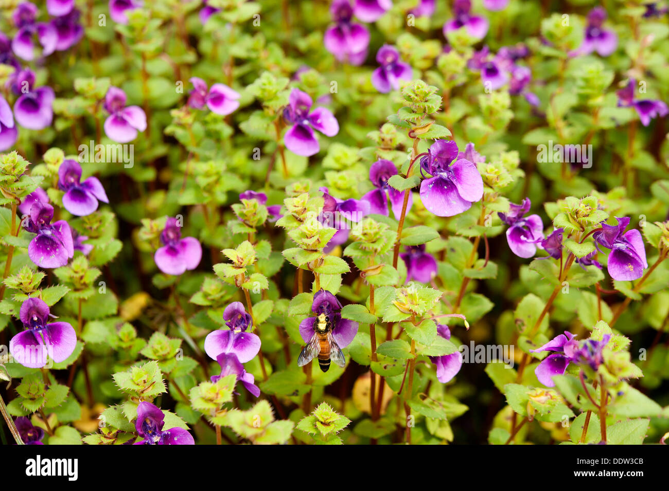 Close-up of Bed of Flowers at Kass Plateau, UNESCO approved World Heritage Site Stock Photo