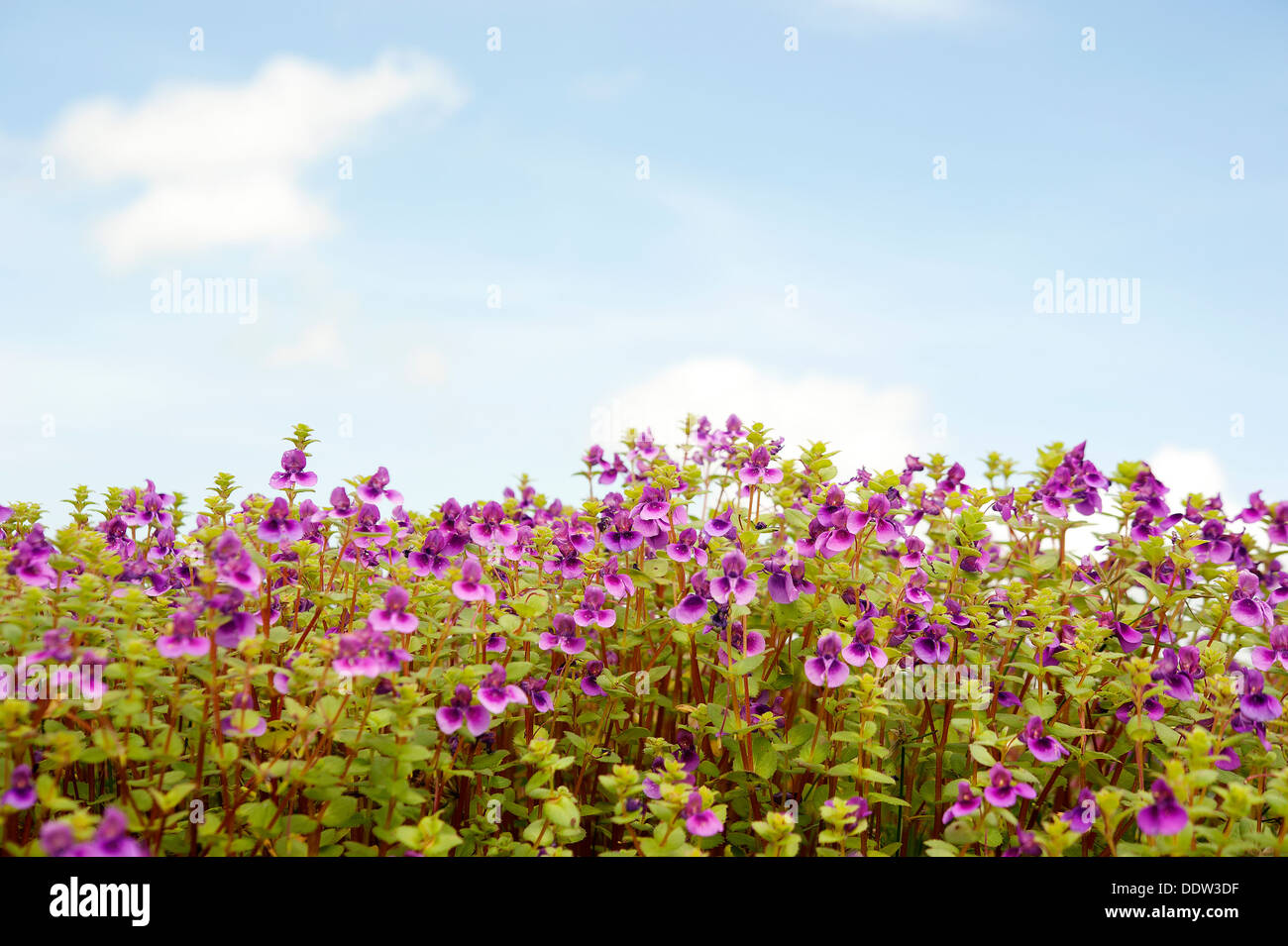 Bed of Flowers at Kass Plateau, UNESCO approved World Heritage Site Stock Photo