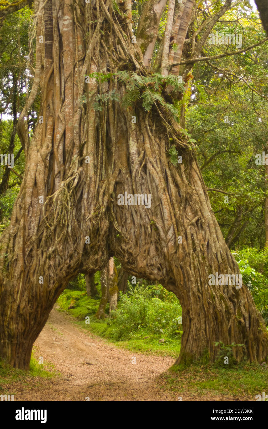 A huge African fig tree in the rainforest of Mt Meru, known as the 'Arch' Stock Photo