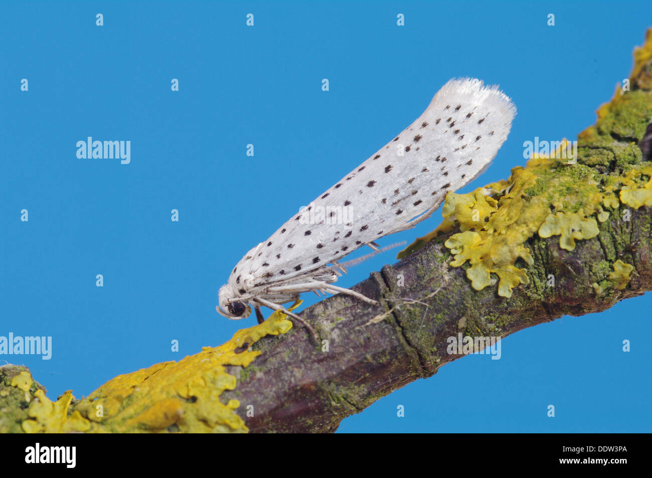 Bird Cherry Ermine - Yponomeuta evonymella Stock Photo