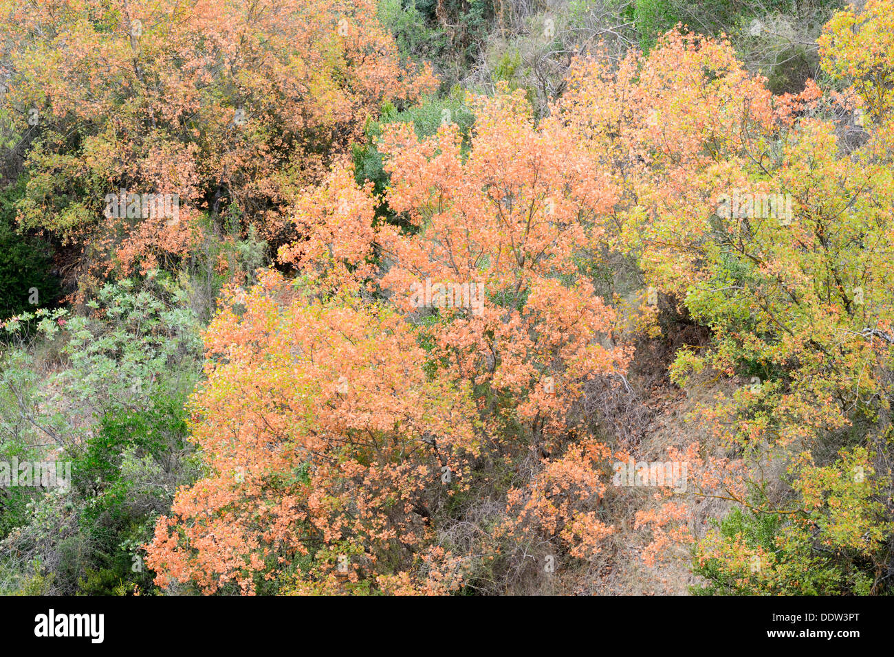Areal view from forest in autumn colors. Stock Photo