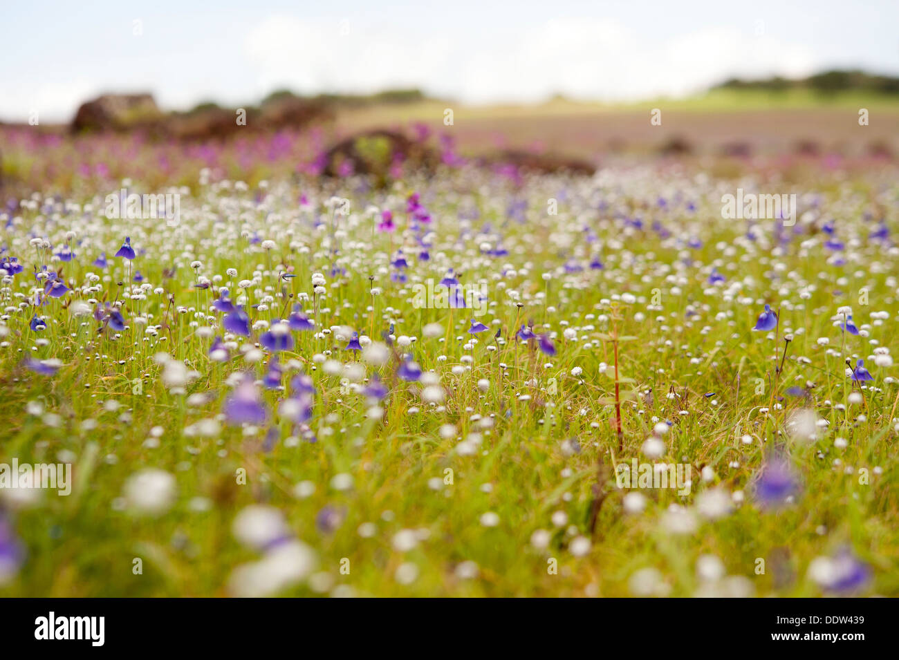 Bed of Flowers at the Scenic Landscape of Kass Plateau, UNESCO approved World Heritage Site Stock Photo
