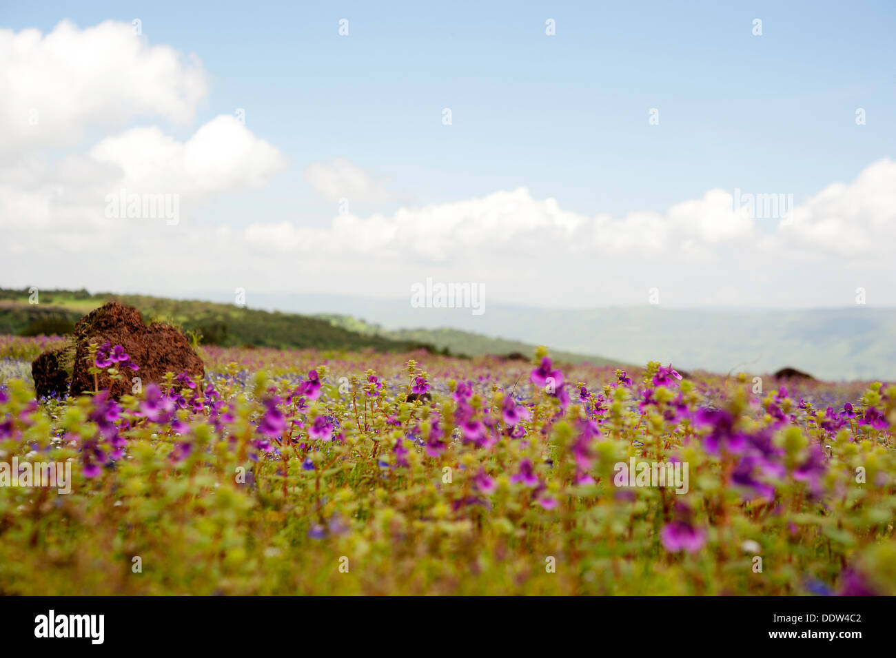 Scenic Landscape of Kass Plateau, UNESCO approved World Heritage Site Stock Photo