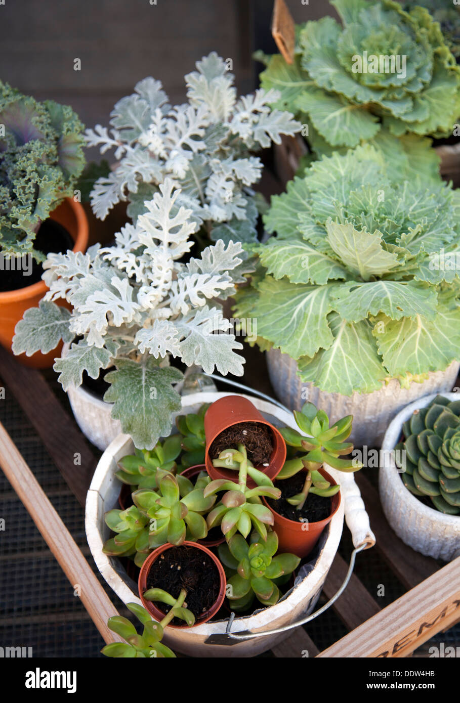 Display of Succulent Plants for sale London UK Stock Photo Alamy