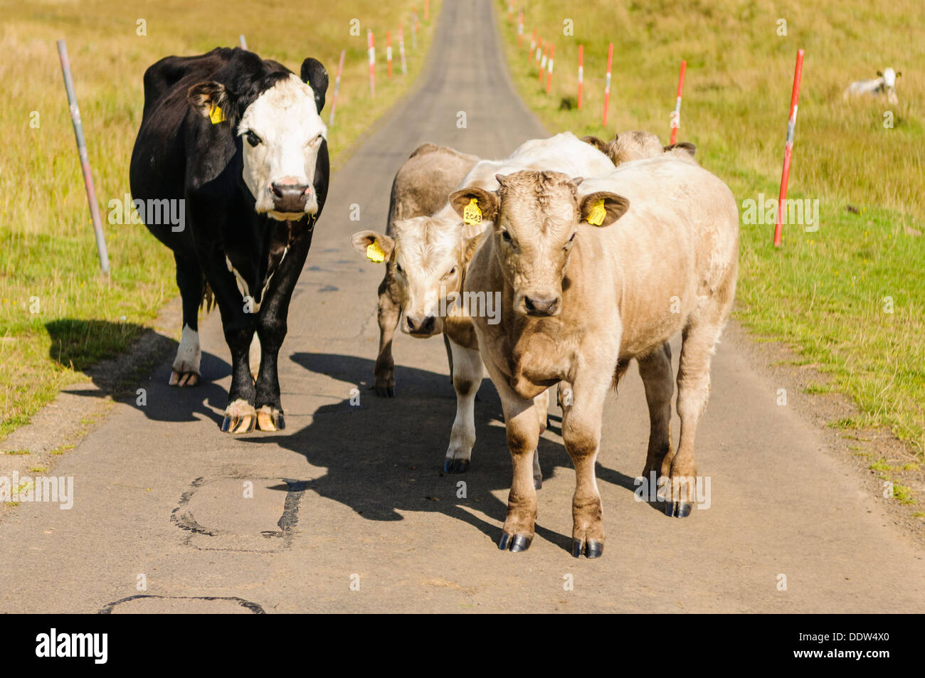 Cows block a public footbath Stock Photo