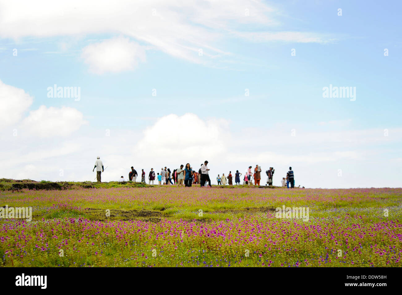 Couple sitting on Bed of flowers, Kass Plateau, UNESCO approved World Heritage Site Stock Photo