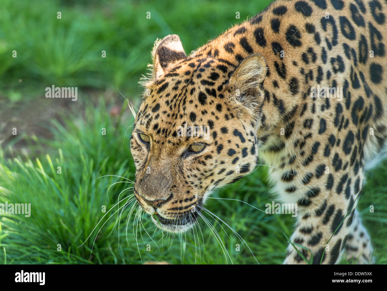 Amur Leopard (Panthera pardus orientalis Stock Photo Alamy