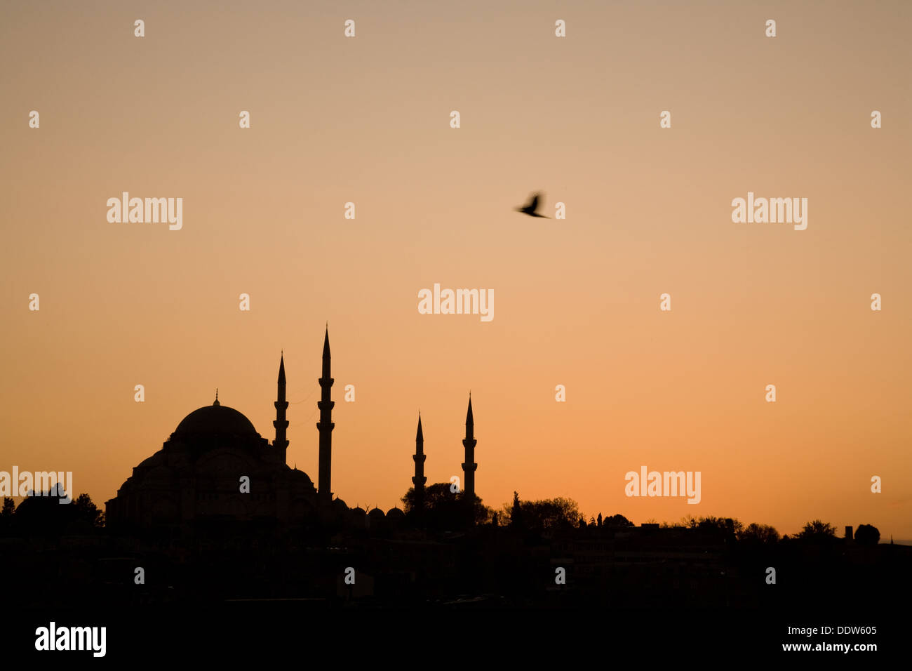 Süleymaniye Mosque and a single bird silhouetted at sunset, Istanbul, Turkey. Stock Photo