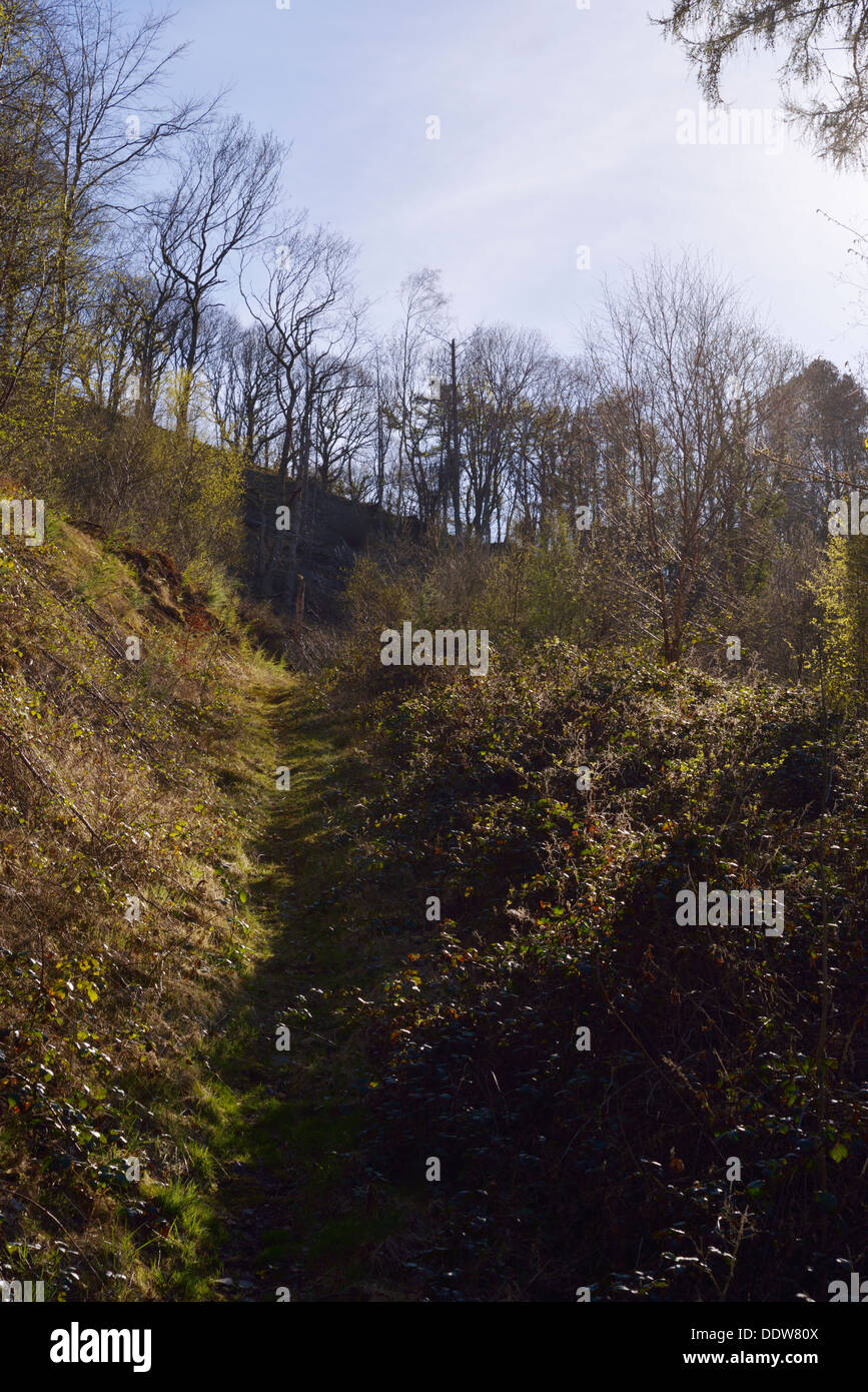 Welsh Woodland Pathway High Resolution Stock Photography and Images - Alamy