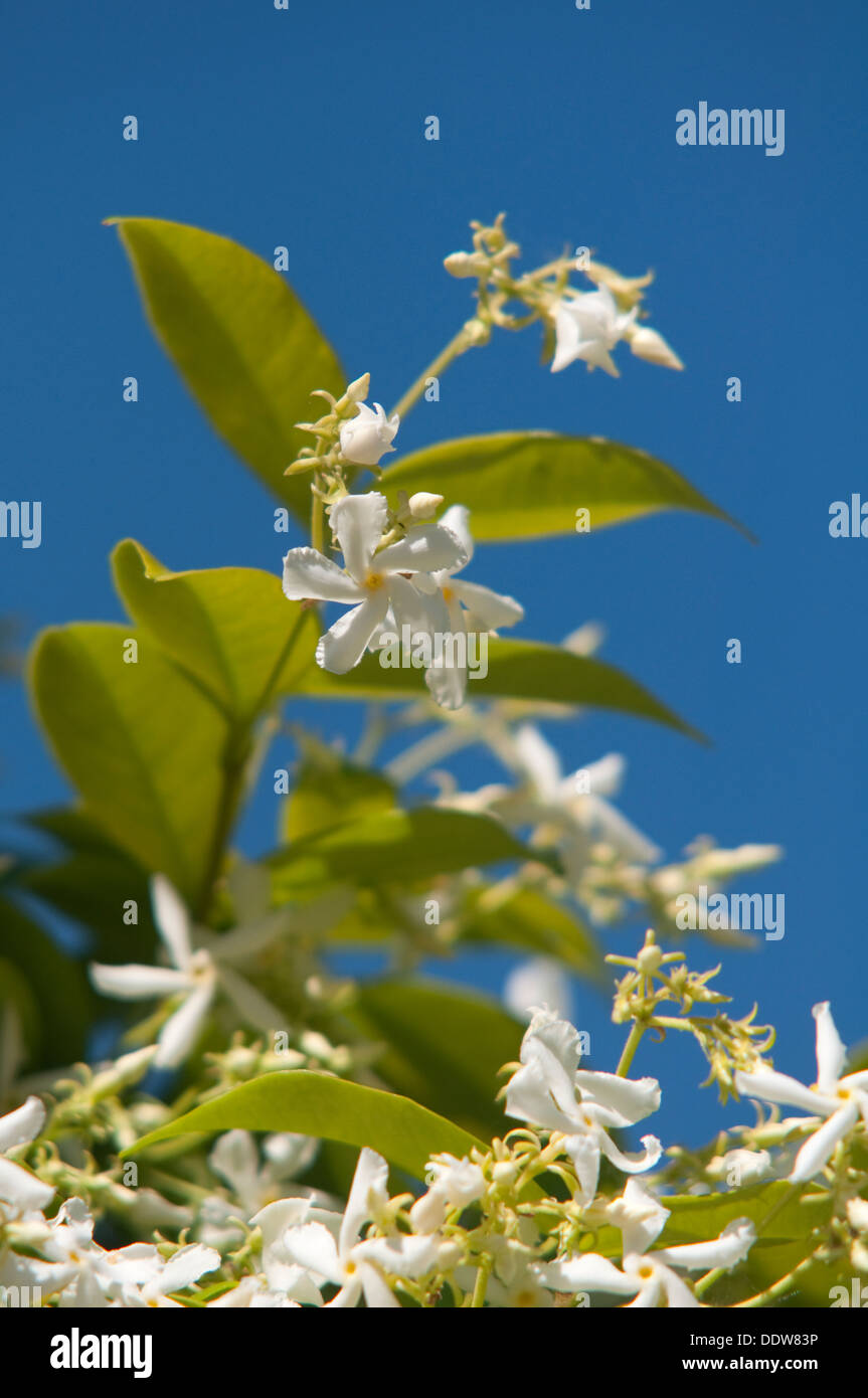 Star Jasmine, Trachelospermum Jasminoides Stock Photo Alamy