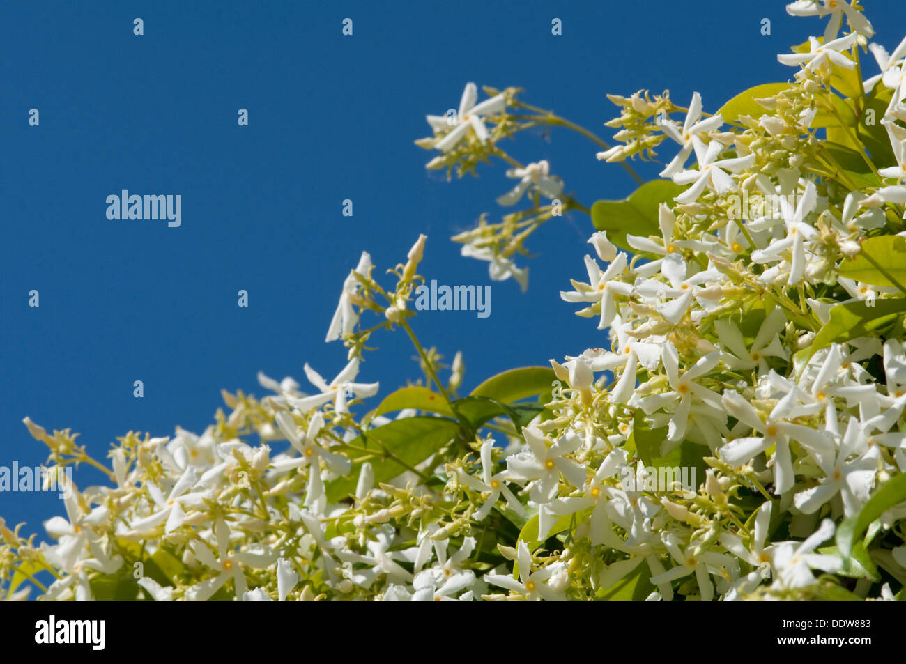 Star Jasmine, Trachelospermum Jasminoides Stock Photo