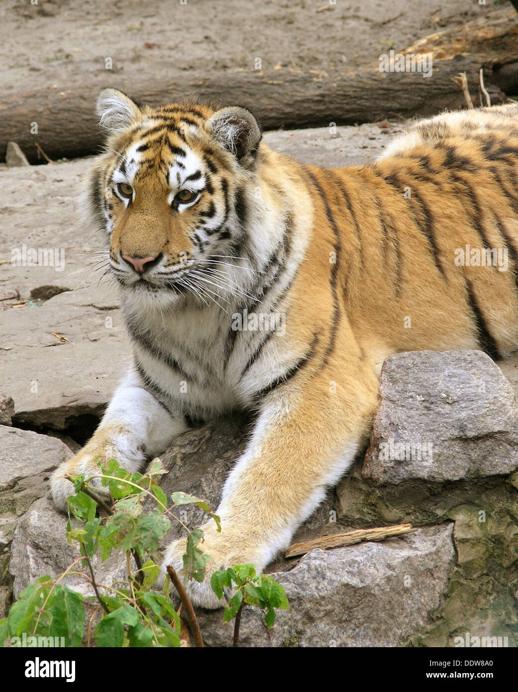 Photo of young tiger on the stones Stock Photo