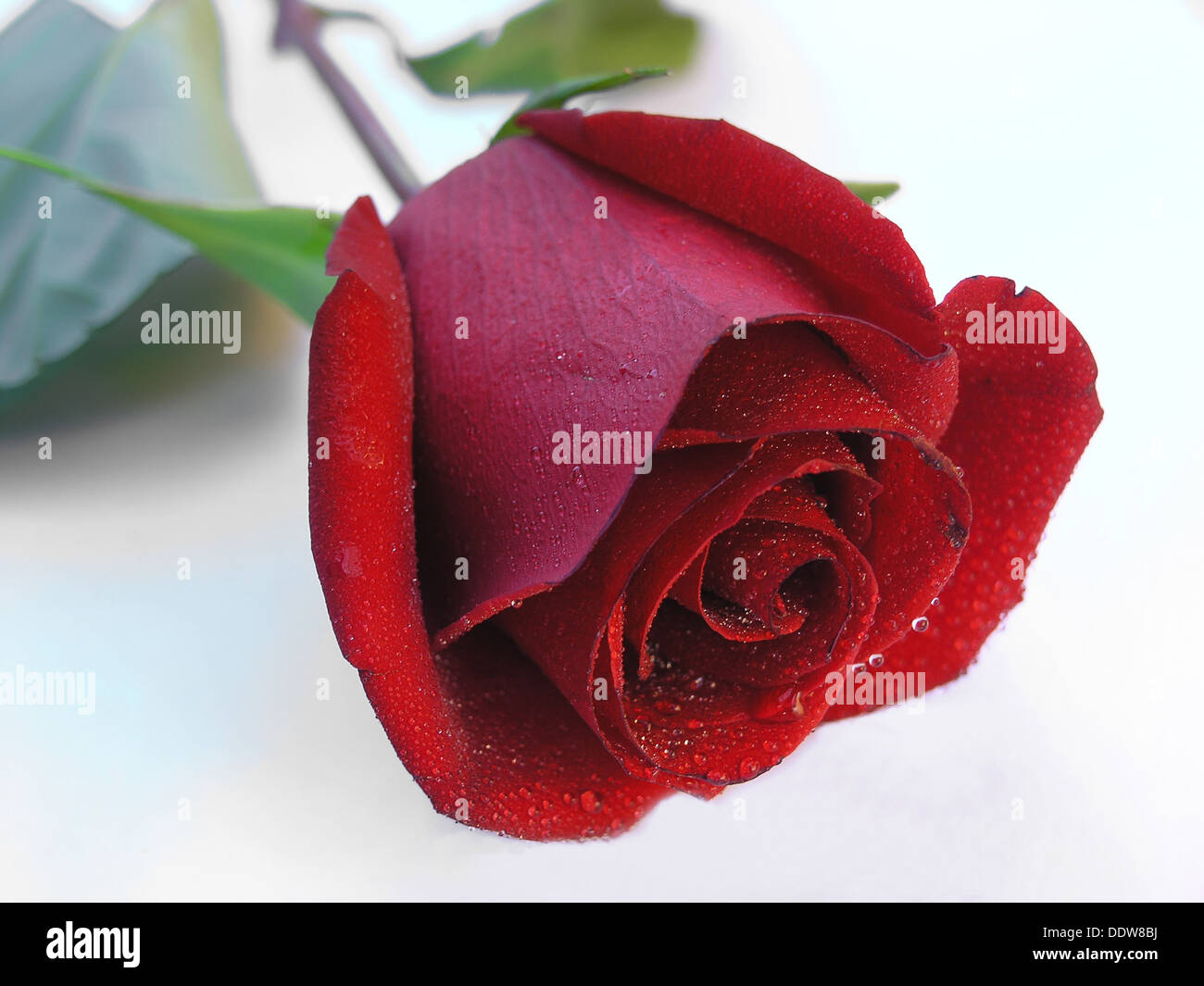 Close up view white garden hi-res stock photography and images - Alamy