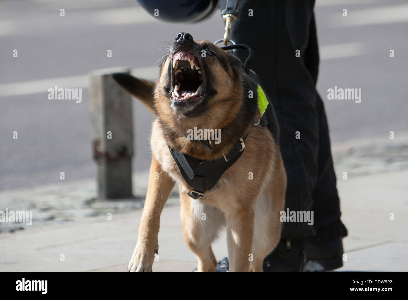 London, UK. 07th Sep, 2013. Police dog snarls during far right EDL (English Defence League) hold march and rally in East London. London, UK, 7th September 2013 Credit:  martyn wheatley/Alamy Live News Stock Photo